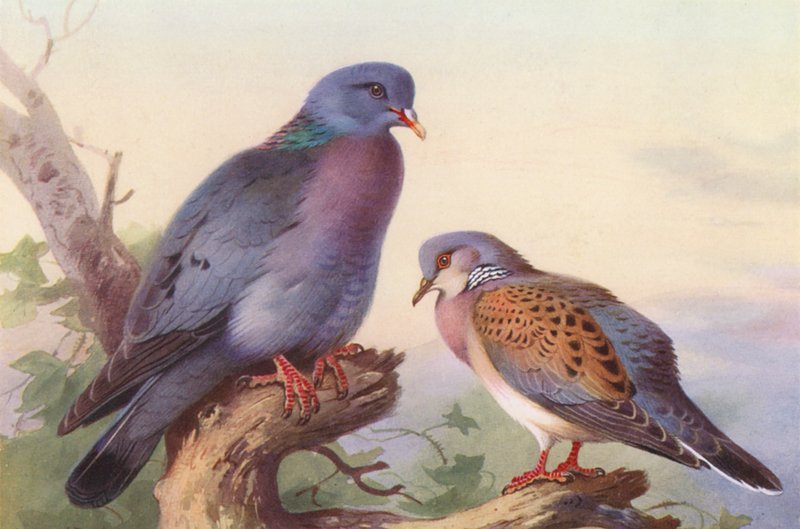 Pigeon ramier, tourterelle - Archibald Thorburn