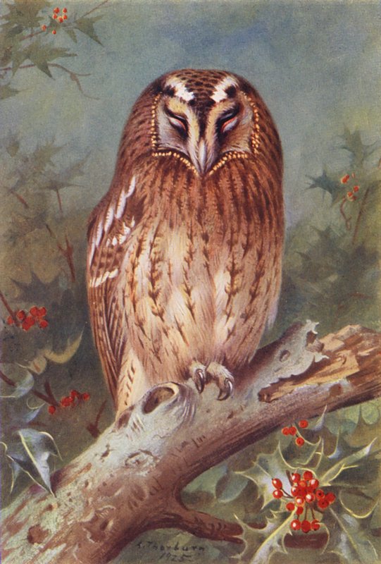 Chouette hulotte (lithographie en couleur) - Archibald Thorburn