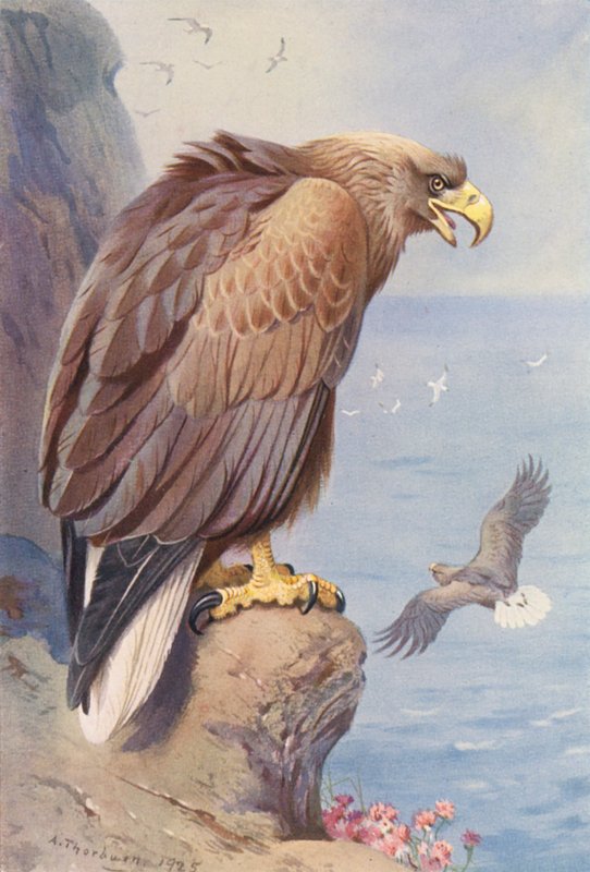 Aigle à queue blanche - Archibald Thorburn