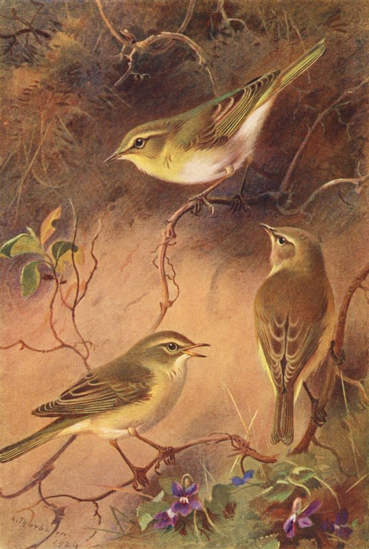 Pouillot fitis, Pouillot véloce, Pouillot siffleur - Archibald Thorburn