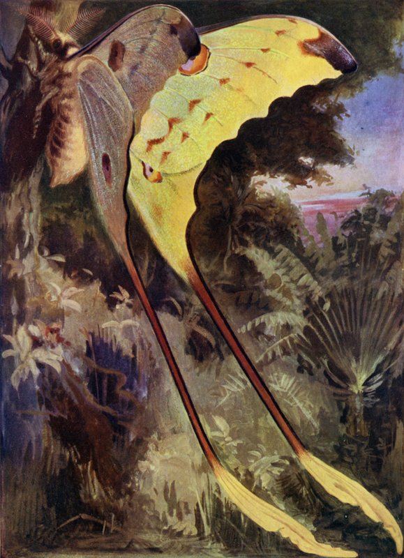 Un papillon géant de Madagascar - Arthur Twidle