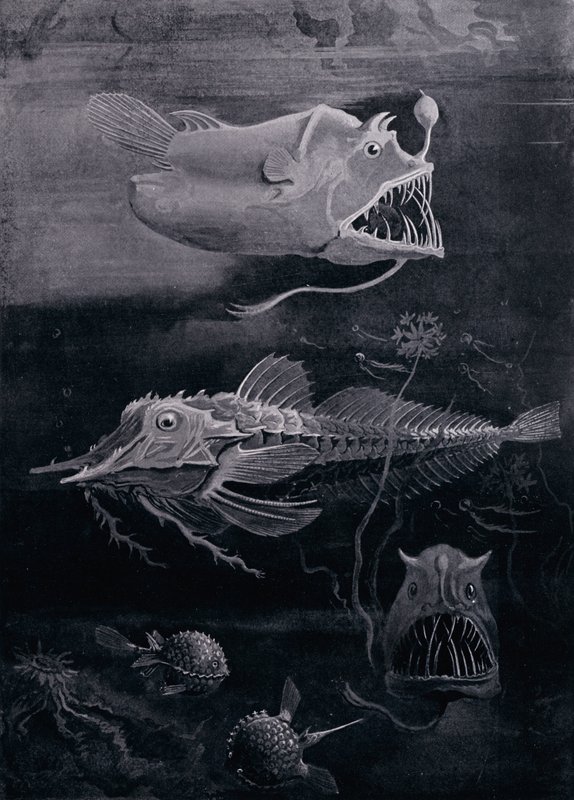 Poisson des profondeurs - Arthur Twidle