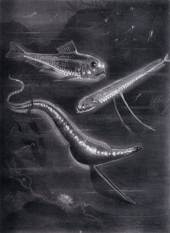 Poissons auto-lumineux - Arthur Twidle