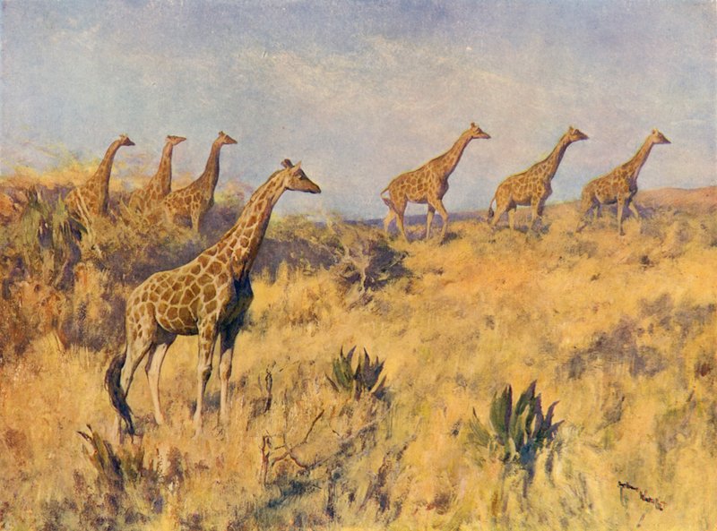 Une troupe de girafes - Arthur Wardle