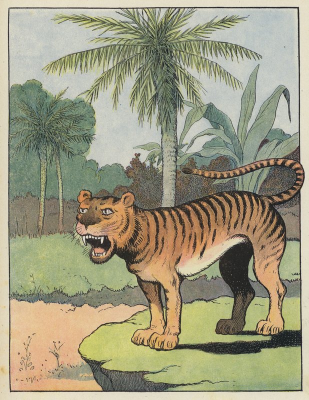 Tigre - Benjamin Rabier