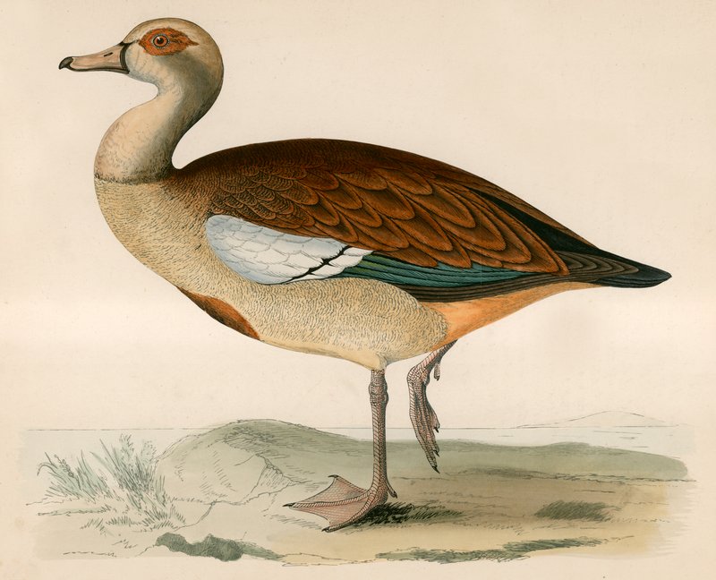 Oie égyptienne - Beverley R. Morris