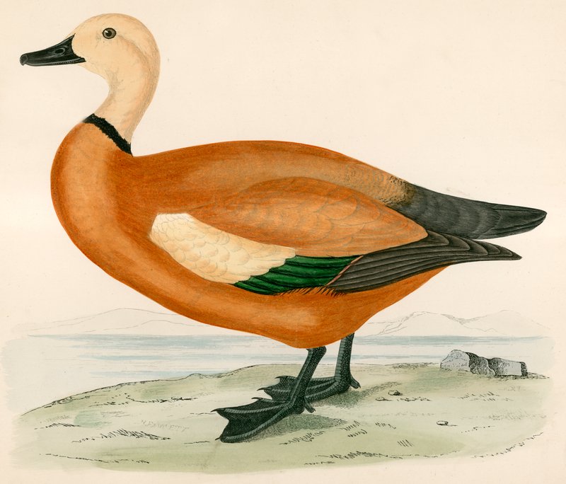 Tadorne casarca - Beverley R. Morris