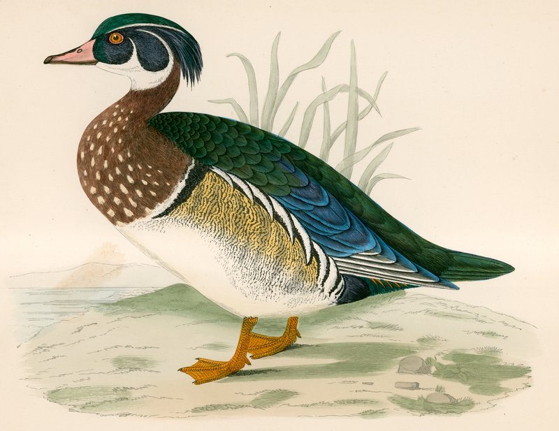 Canard d