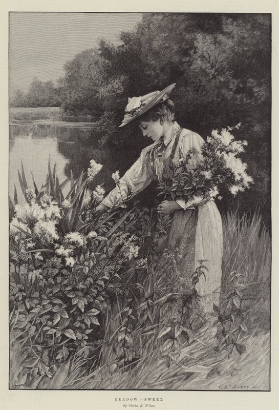 Reine-des-prés - Charles Edward Wilson