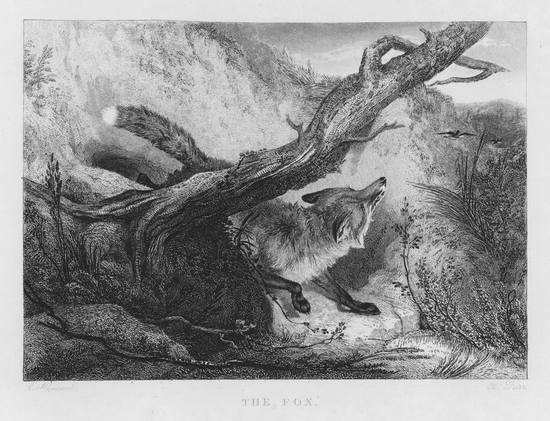 Le Renard (gravure) - Charles (after) Hancock