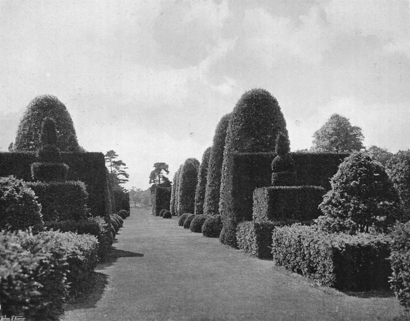 Ilex et if - Charles Latham
