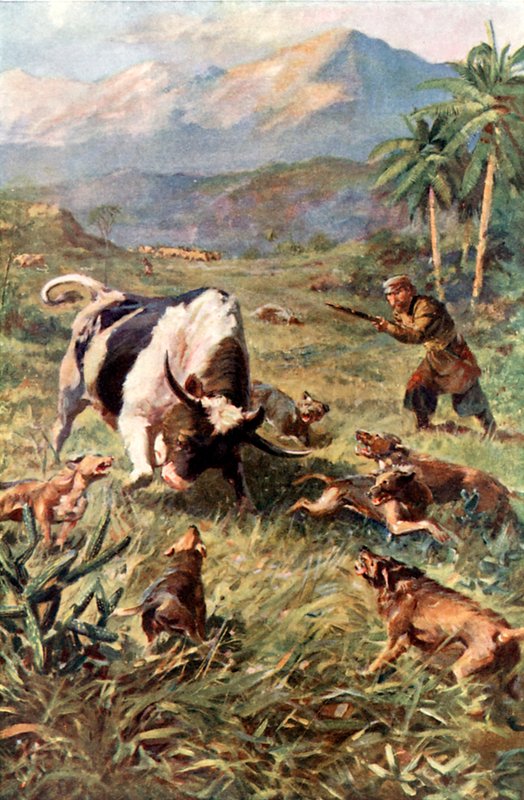 Chasse aux bovins sauvages en Haïti - Charles Mills Sheldon