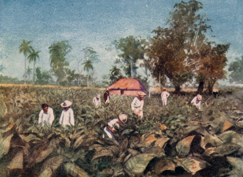 Plantation de tabac, Cuba - Claude Pratt