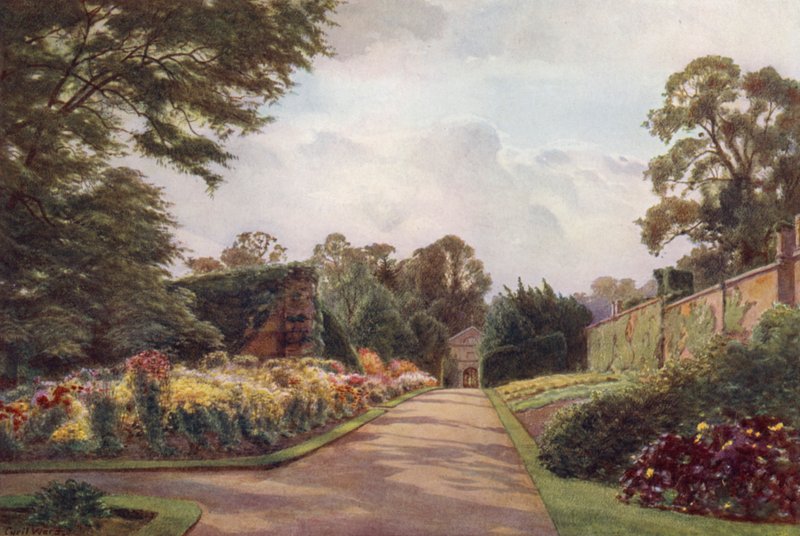 Chrysanthèmes précoces, Claremont - Cyril Ward