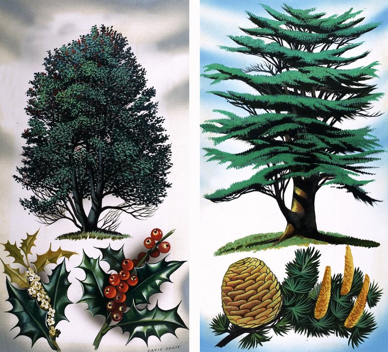 Arbres visibles : Houx et cèdre - David Pratt