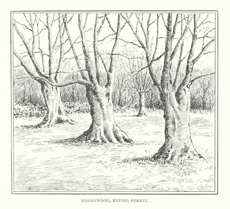 Monkswood, forêt d