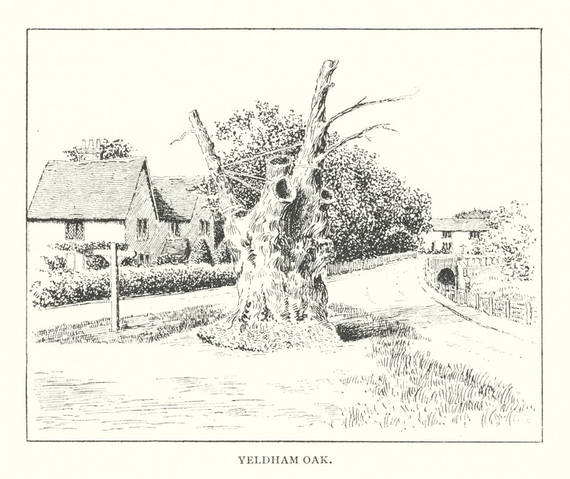 Chêne de Yeldham - Duncan Moul