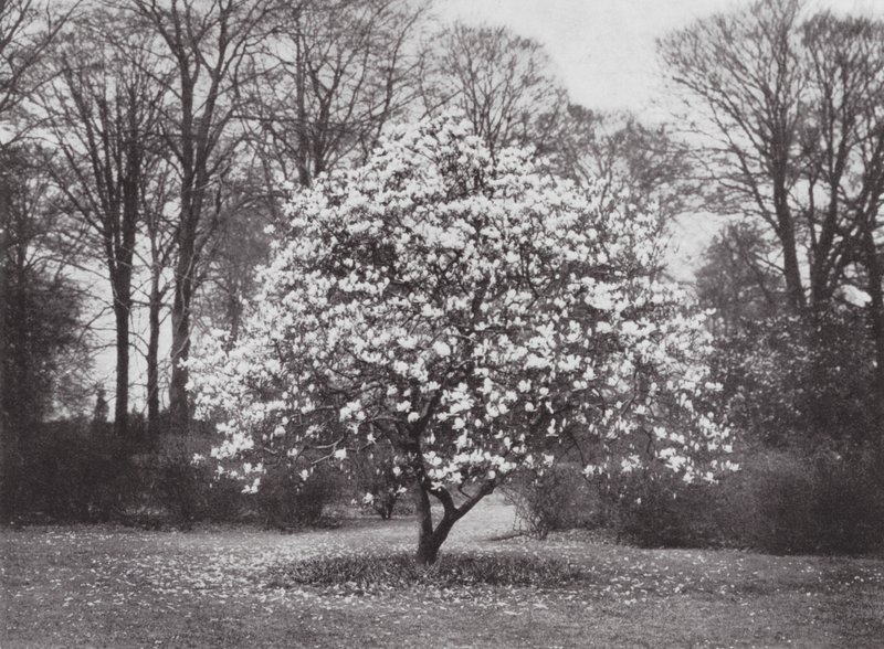 Kew Gardens, vers 1900 (photo en noir et blanc) - E. J. Wallis