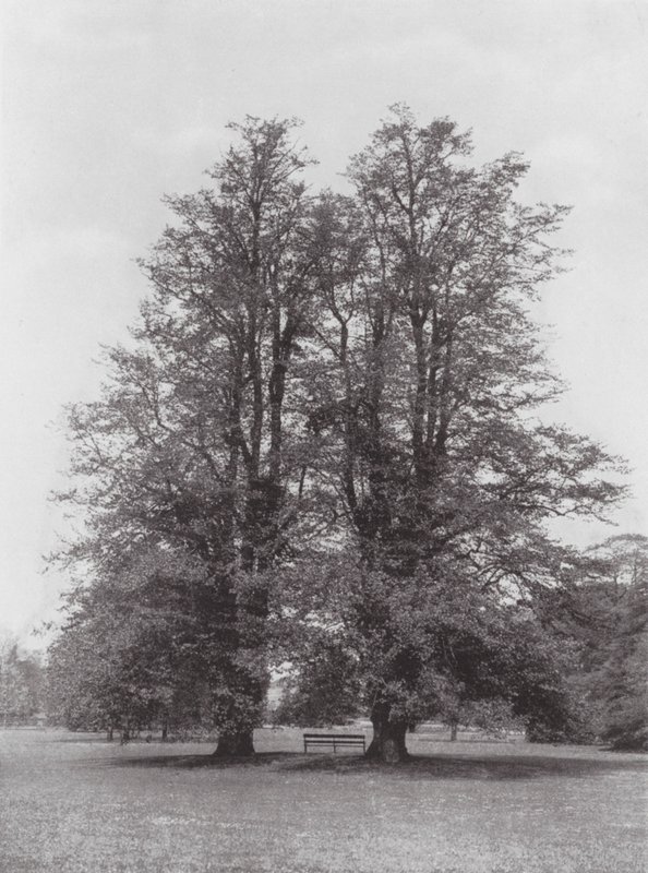 Jardins de Kew, vers 1900 - E. J. Wallis