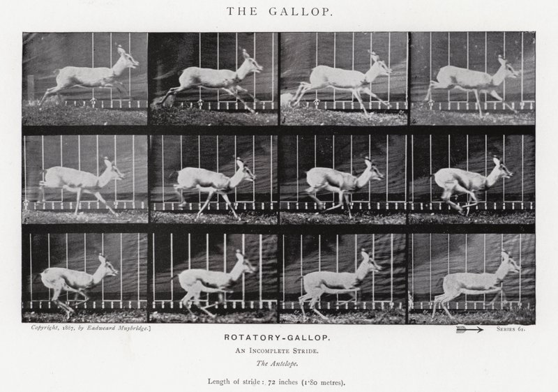 Eadweard Muybridge : Le Galop (photo n/b) - Eadweard Muybridge