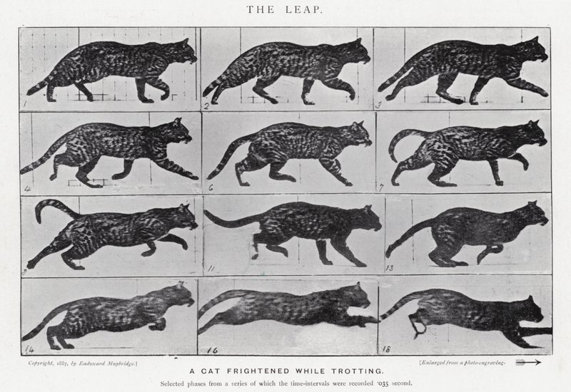 Eadweard Muybridge : Le Saut - Eadweard Muybridge