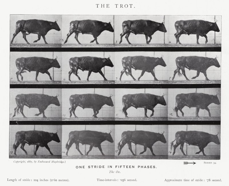 Eadweard Muybridge : Le Trot (photo n/b) - Eadweard Muybridge