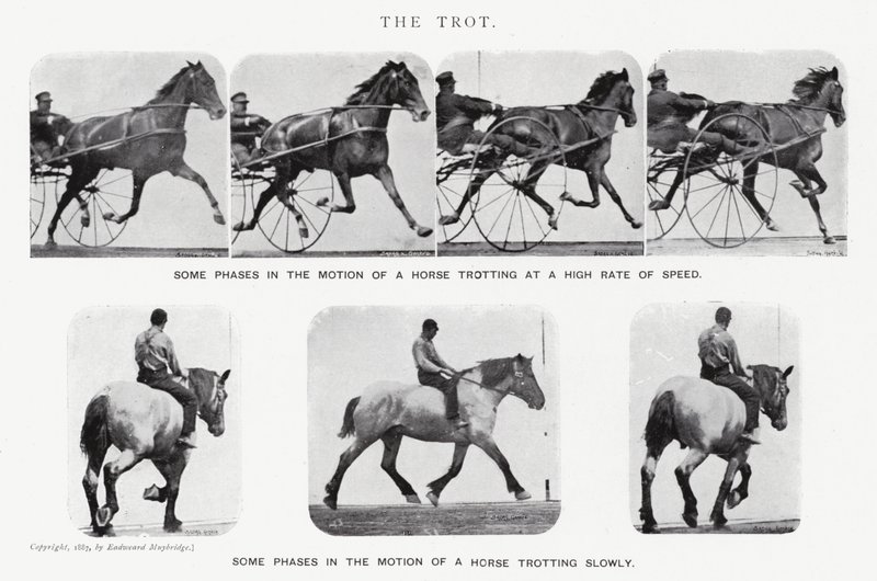 Eadweard Muybridge : Le Trot (photo n/b) - Eadweard Muybridge