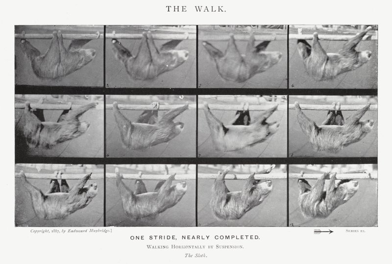 Eadweard Muybridge : La Marche (photo n/b) - Eadweard Muybridge