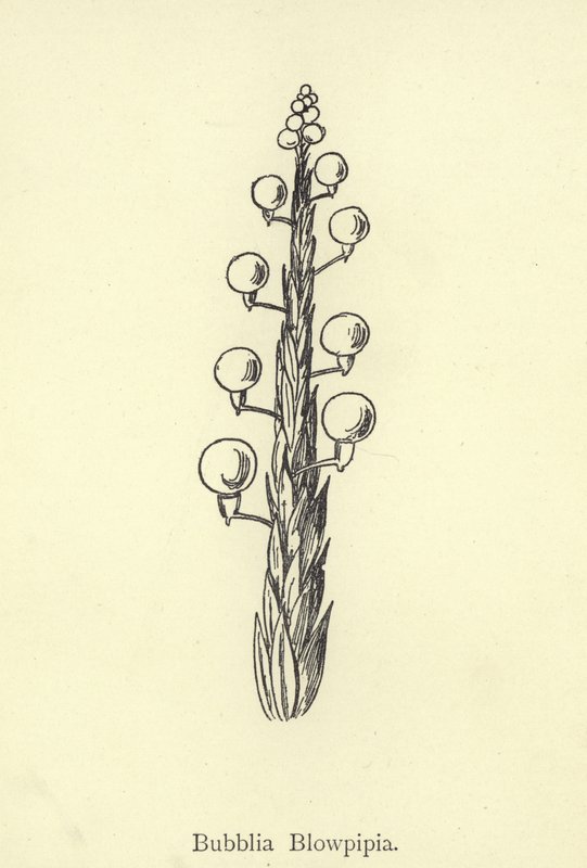 Bubblia Blowpipia - Edward Lear