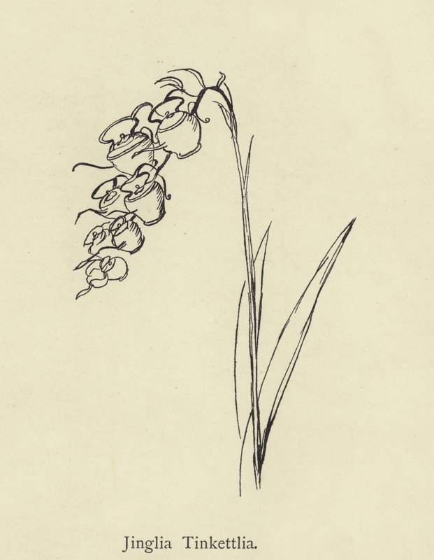 Jinglia Tinkettlia - Edward Lear