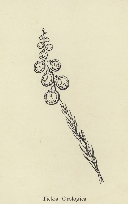 Tickia Orologica - Edward Lear