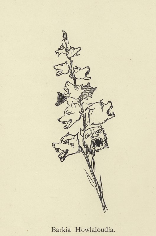 Barkia Howlaloudia - Edward Lear