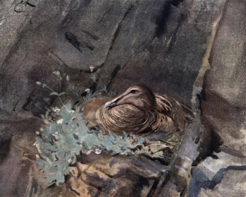 Canard Eider sur Nid - Edwin John Alexander