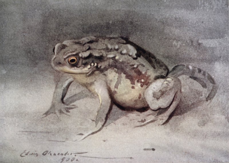 Crapaud - Edwin John Alexander