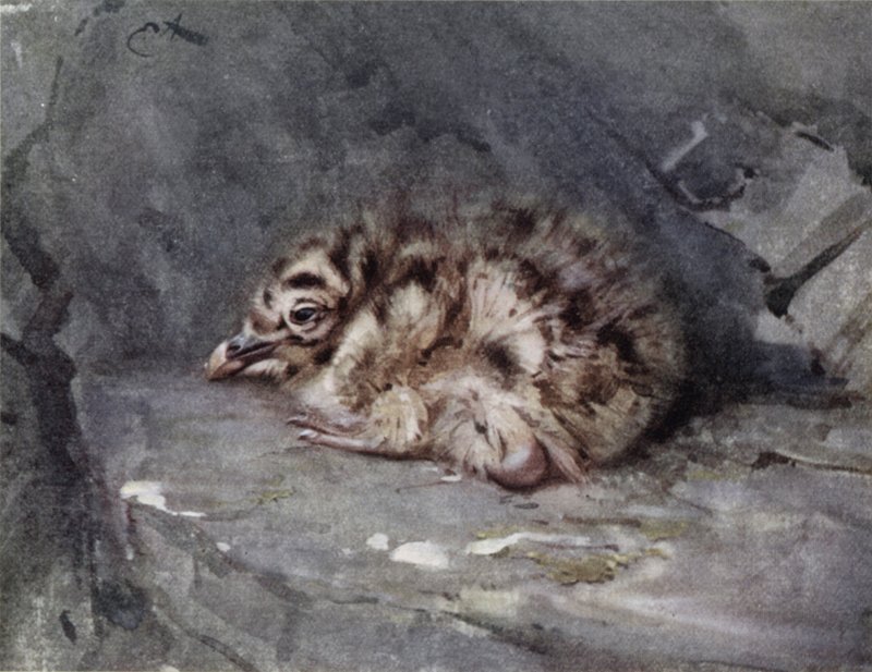 Jeune Goéland à Dos Noir - Edwin John Alexander