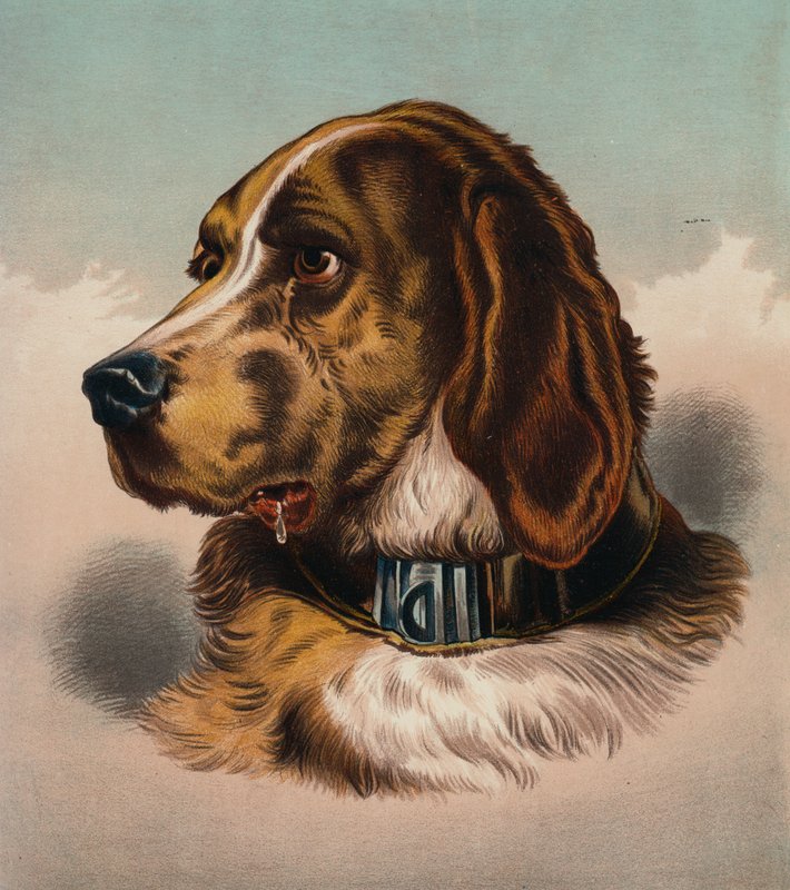 Le Chien de Sang (?) - Edwin (after) Landseer