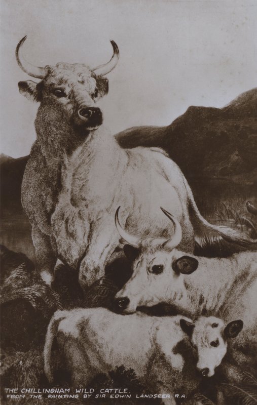 Le bétail sauvage de Chillingham - Edwin (after) Landseer