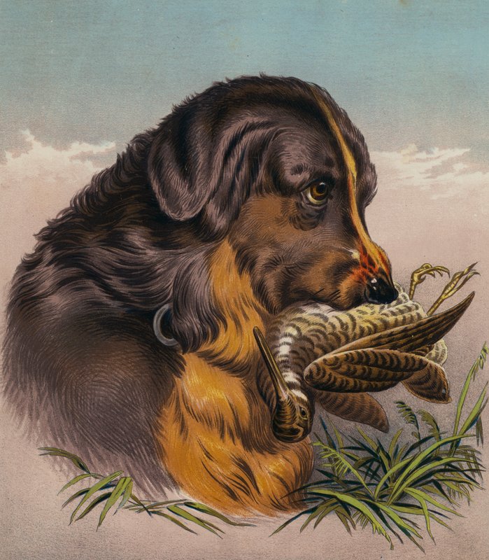 Le Retriever - Edwin (after) Landseer