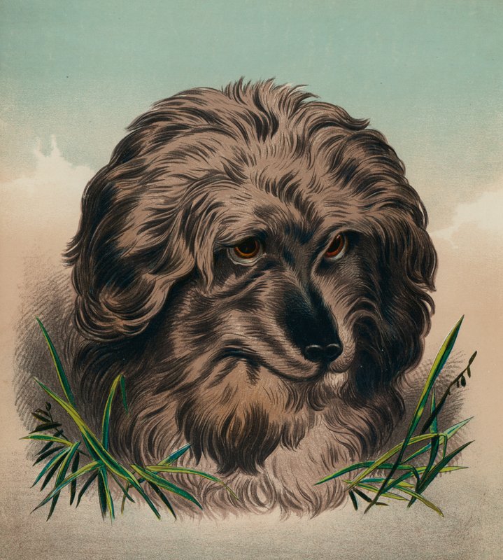 Le Terrier de Skye - Edwin (after) Landseer