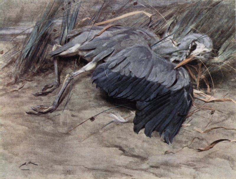Héron - Edwin John Alexander