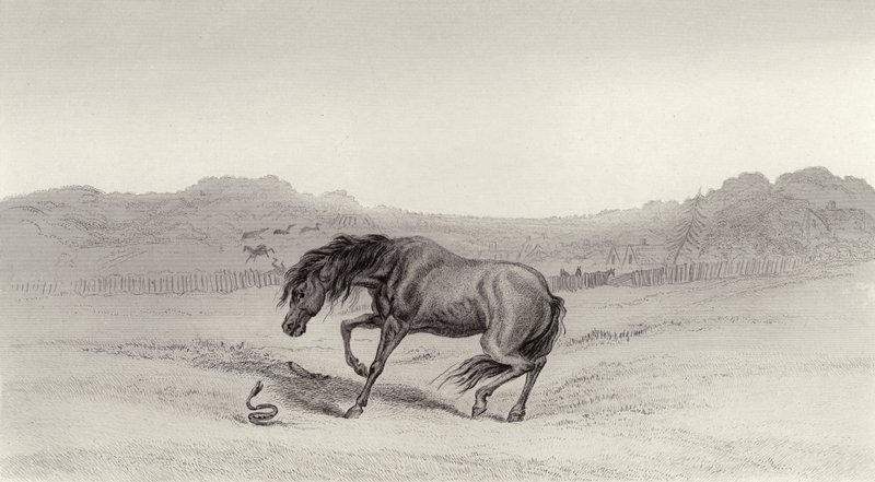 Effrayé! - Edwin Landseer
