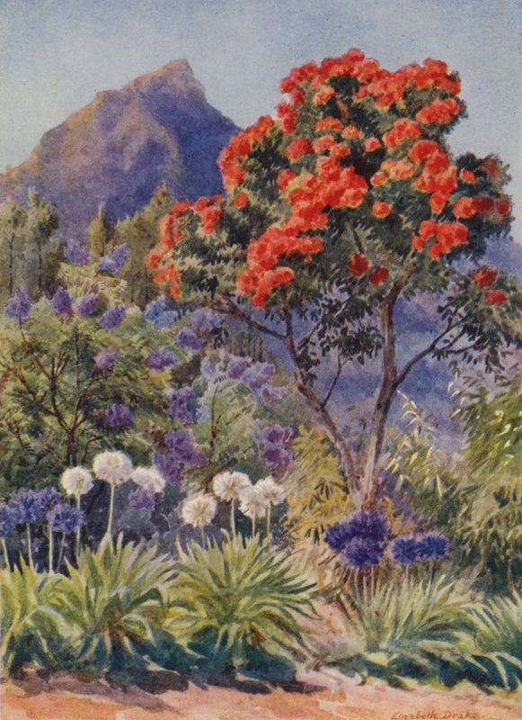 Eucalyptus à fleurs écarlates, près de Cape Town (lithographie couleur) - Elizabeth Drake