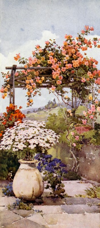 Roses, Santa Luzia - Ella Du Cane