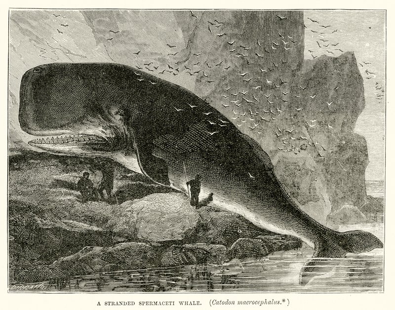 Baleine spermaceti échouée (Catodon Macrocephalus) - English School