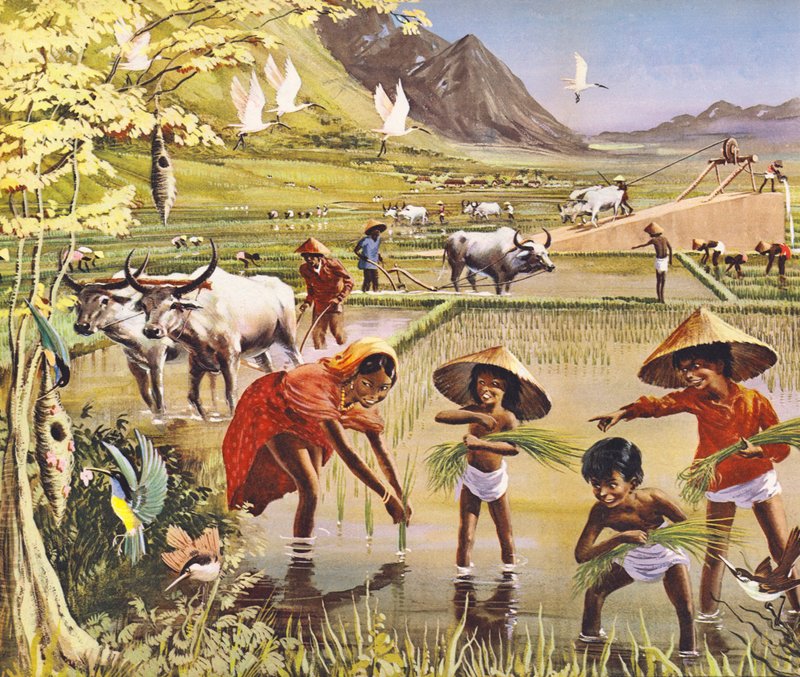 Champ de riz en Malaisie - English School