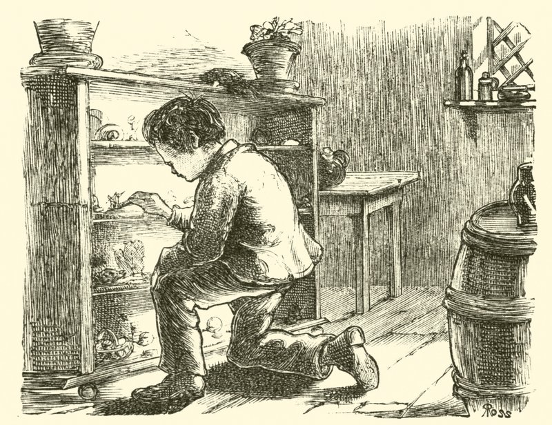 Edward Forbes, arrangeant son musée miniature - English School