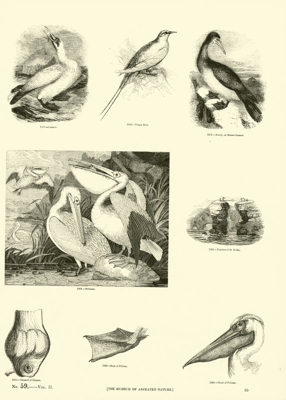 Page du Musée Pictural de la Nature Animée - English School