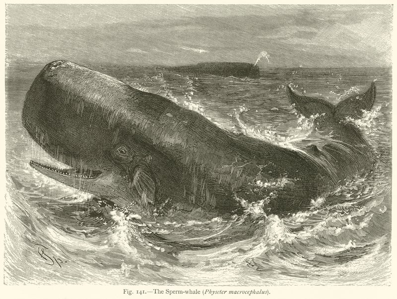 Le cachalot (Physeter Macrocephalus) - English School