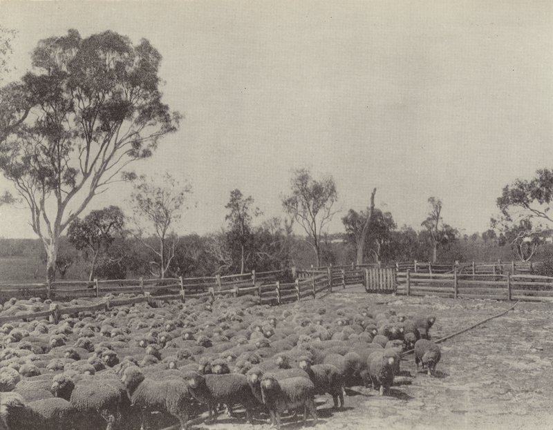 Une Station de Moutons dans le Sud du Queensland - English Photographer