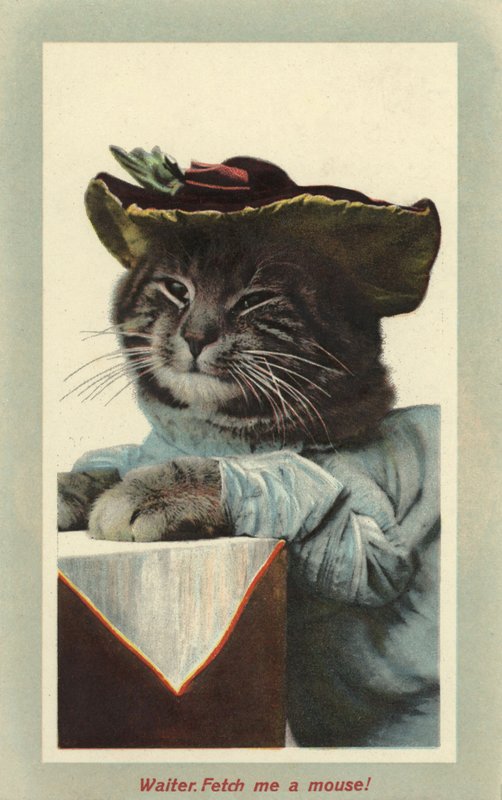 Chat portant un chapeau - English Photographer